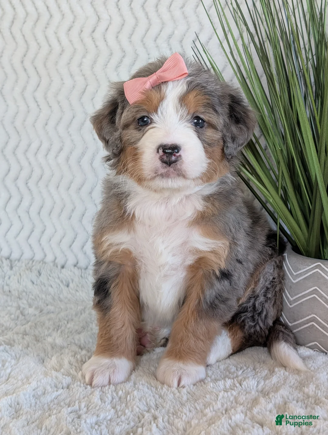 Mini Bernedoodle dogs for sale: Mini Indy  - Ad 19