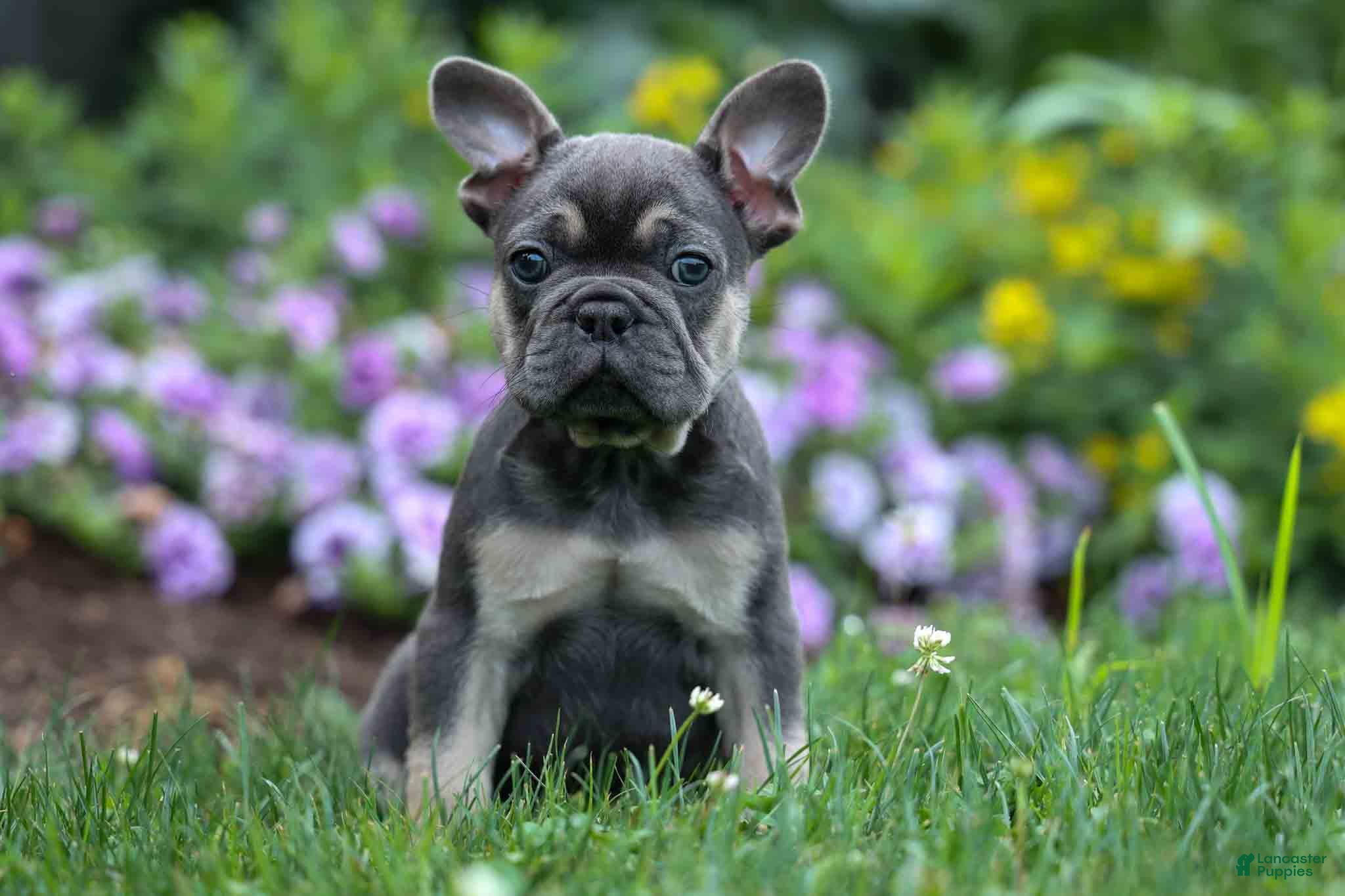 French Bulldog dogs Edison - Ad 1