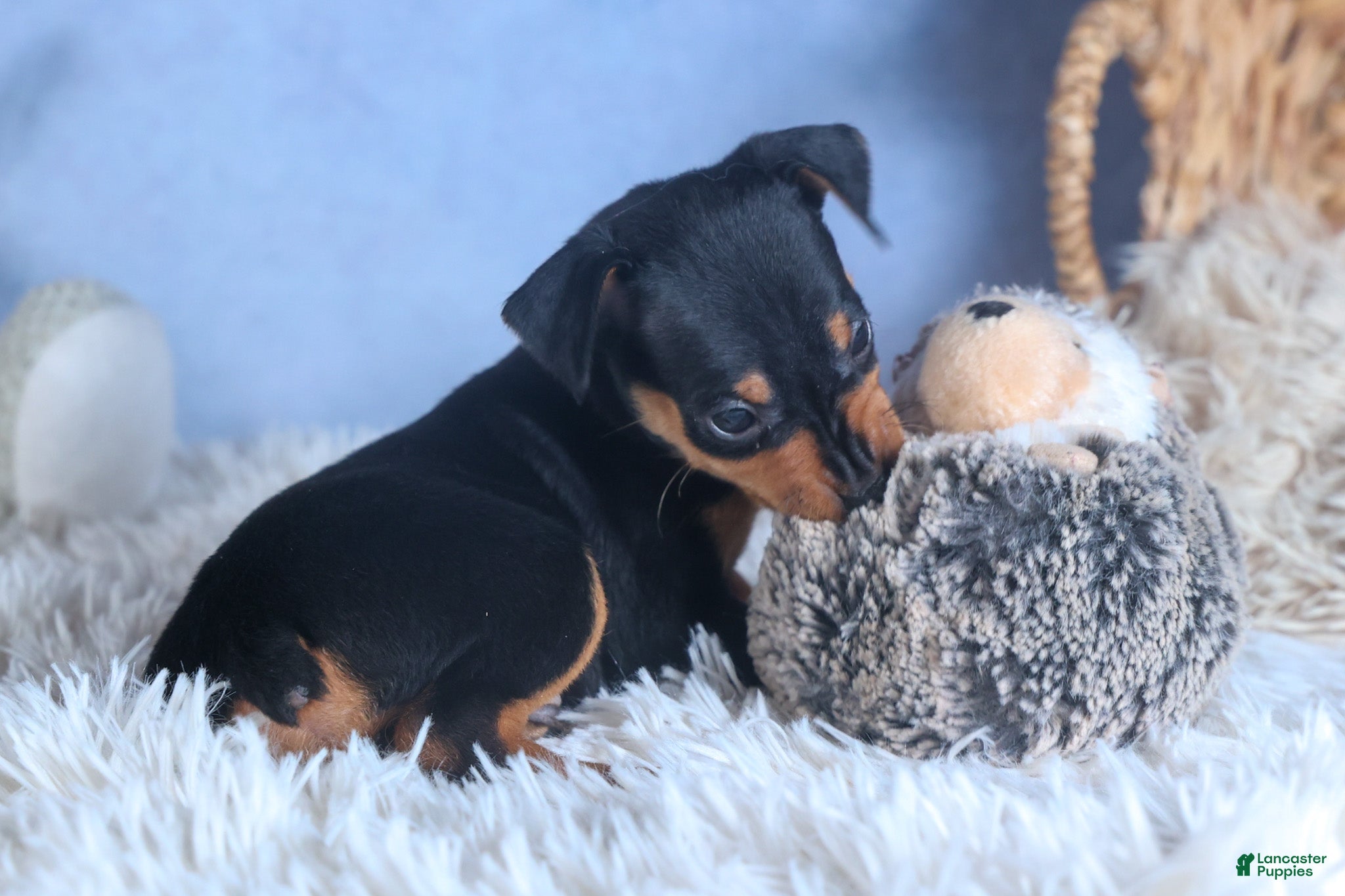 Miniature Pinscher dogs ARCHIE - Ad 2