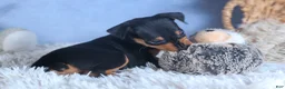Miniature Pinscher dogs for sale: ARCHIE - Ad 2