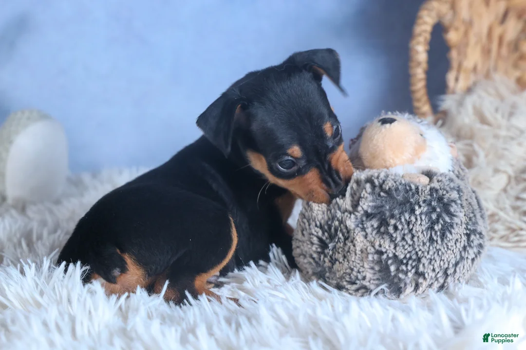 Miniature Pinscher dogs for sale: ARCHIE - Ad 2