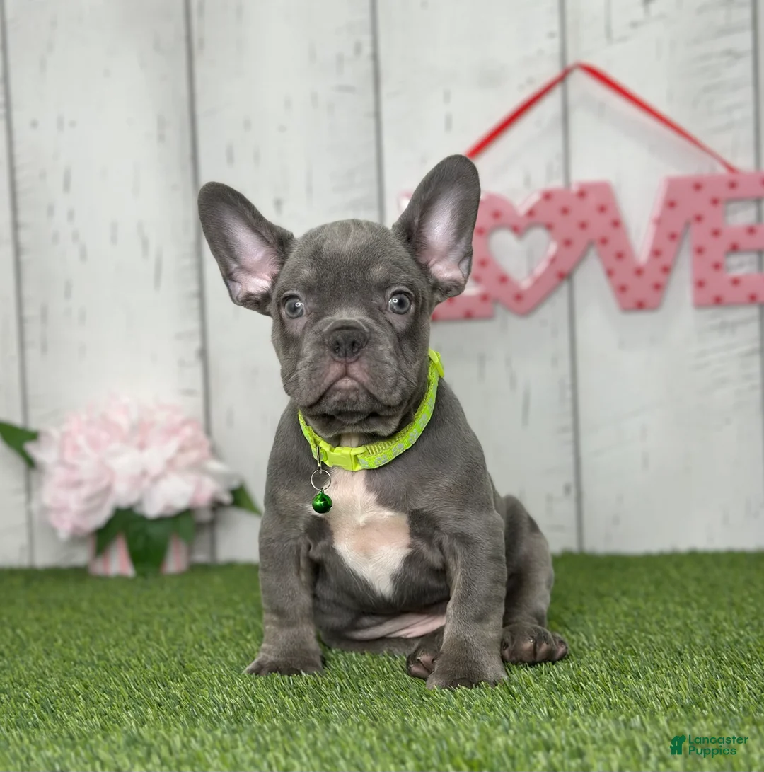 French Bulldog dogs for sale: Dallas - Ad 4