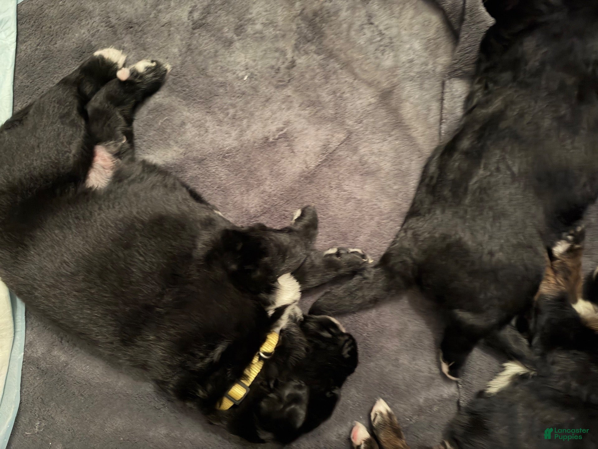 Mixed Breed dogs for sale: Yellow collar - Ad 42