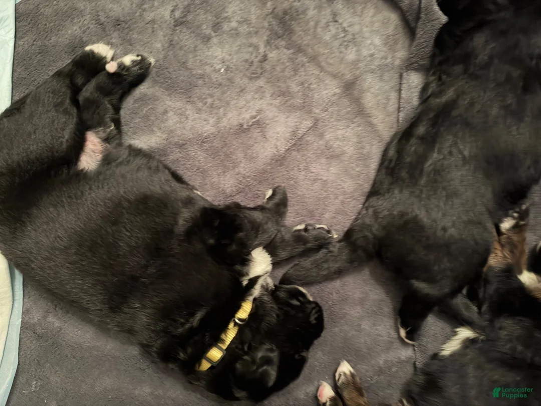 Mixed Breed dogs for sale: Yellow collar - Ad 1