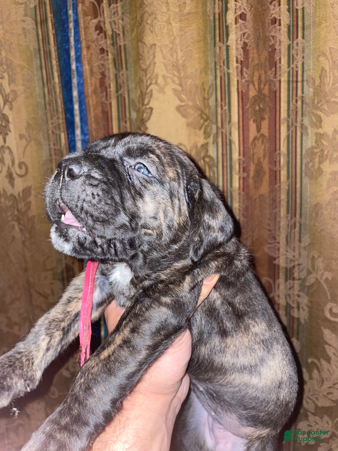 Cane Corso dogs for sale: Zeus Litter M-f Available - Ad 4