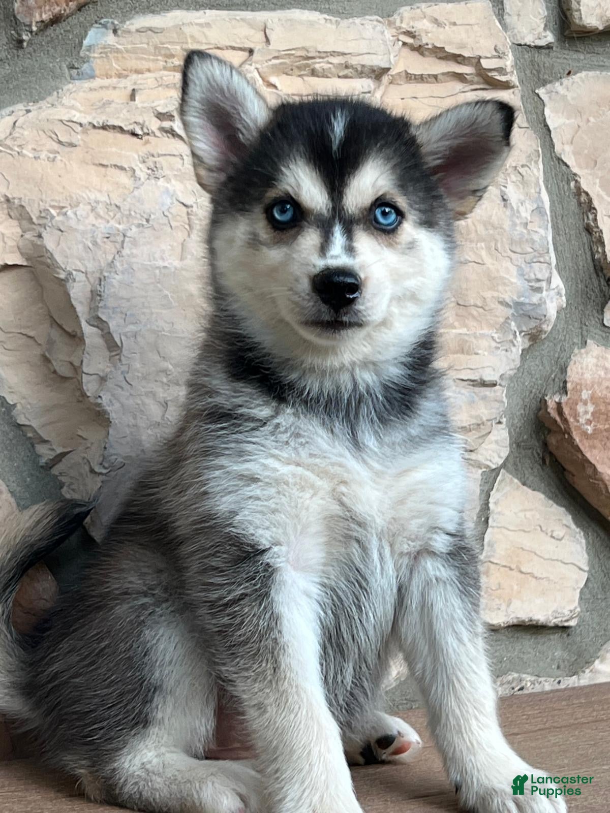 Pomsky dogs Skye - Ad 2