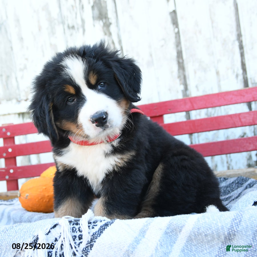 Bernese Mountain Dog dogs Bella   - Ad 2