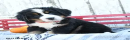 Bernese Mountain Dog dogs for sale: Bella   - Ad 2