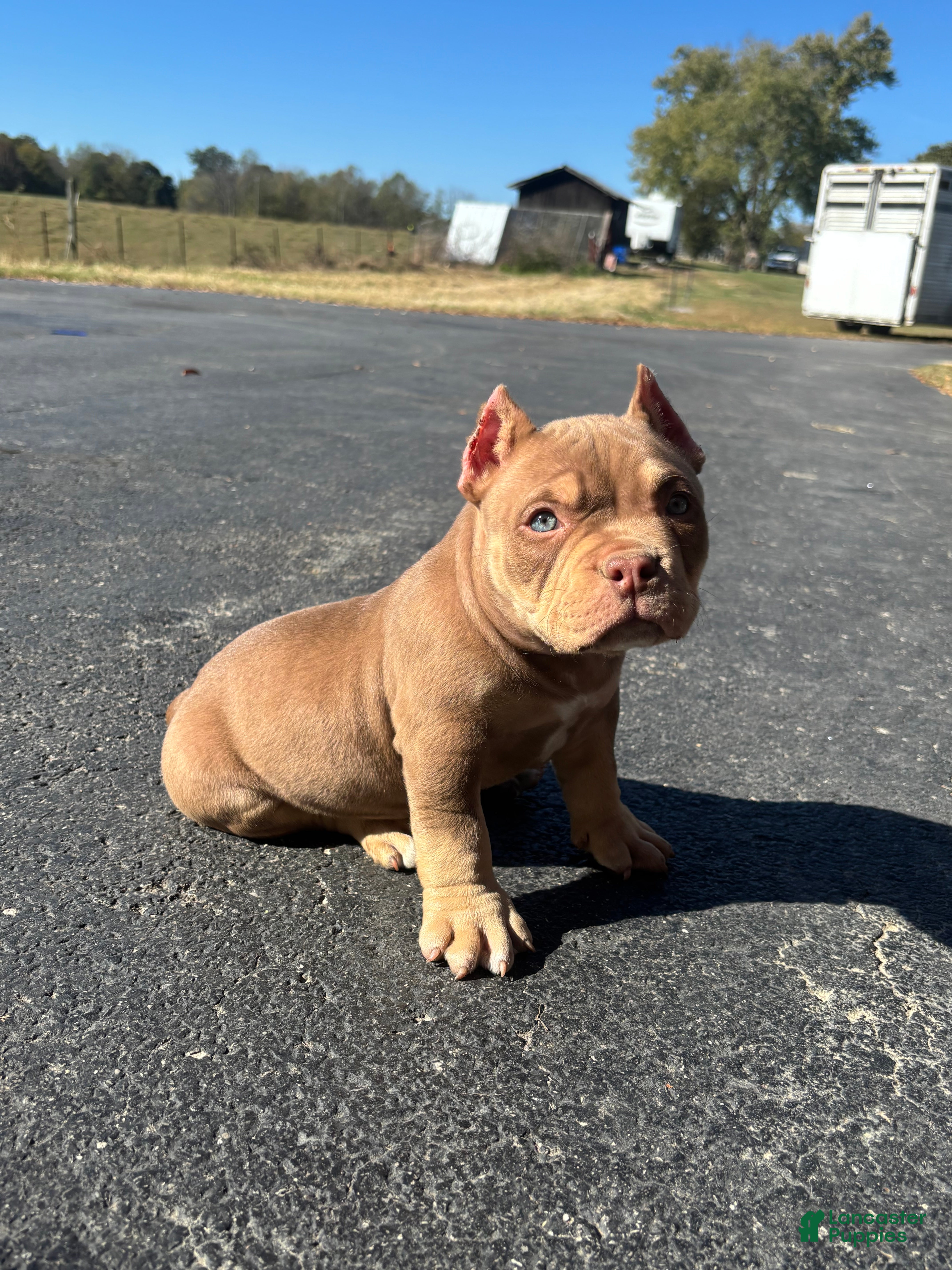 American Bully dogs for sale:  1 - Ad 2