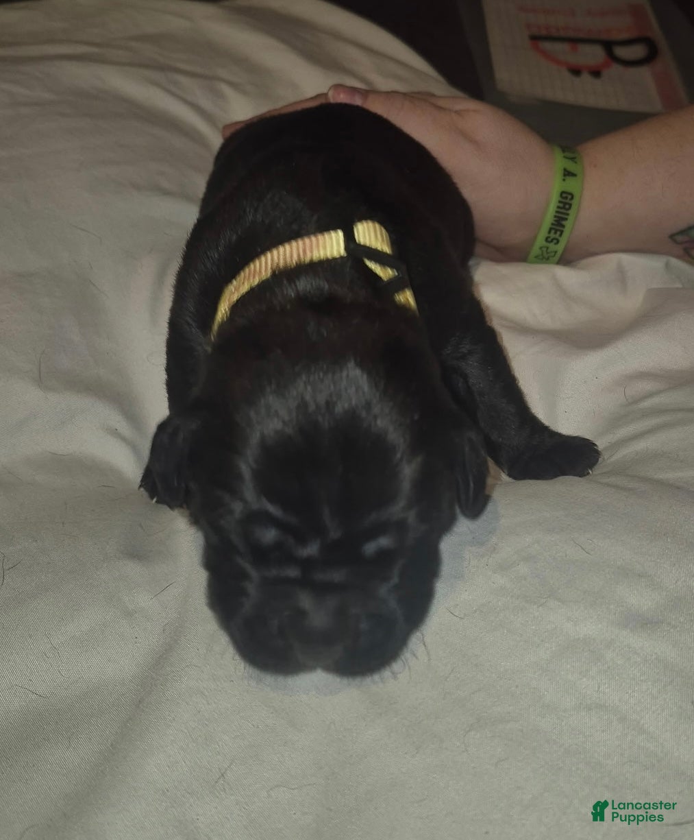 Cane Corso dogs Cane Corso Puppy 5 - Ad 29