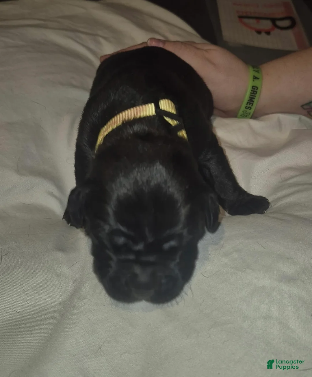 Cane Corso dogs for sale: Cane Corso Puppy 5 - Ad 1