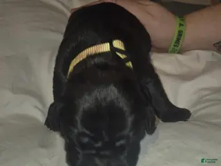 Cane Corso dogs Cane Corso Puppy 5 - Ad 29