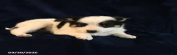 Mixed Breed dogs for sale: Sofie - Ad 4