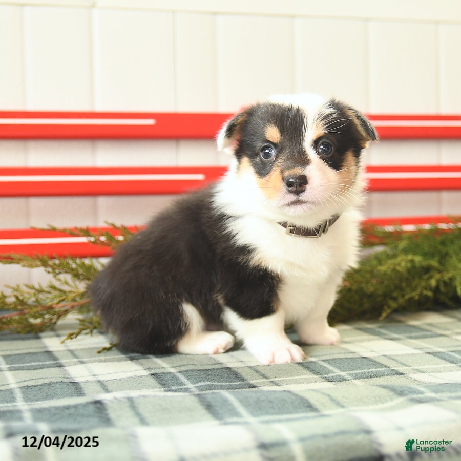 Welsh Corgi Pembroke dogs Fluffy Blizzard - Ad 19