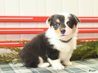 Welsh Corgi Pembroke dogs Blizzard - Ad 26