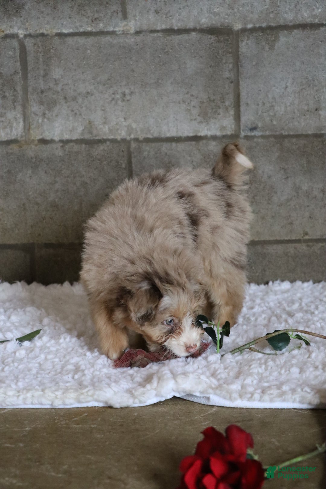 Mixed Breed dogs for sale: Poppy  - Ad 3