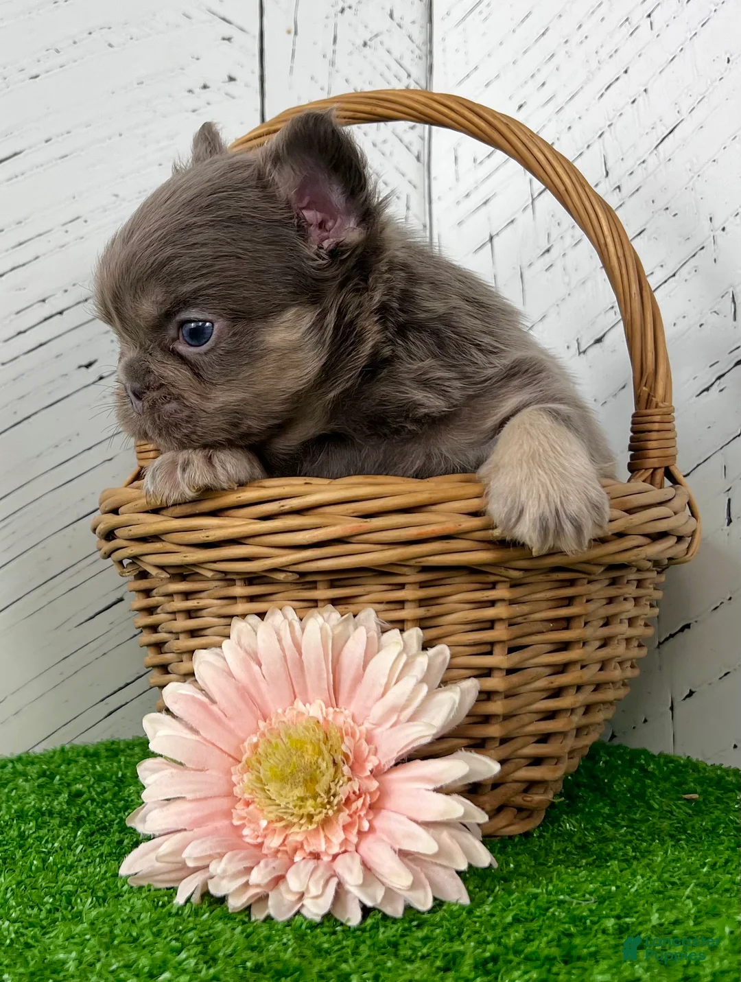 French Bulldog dogs for sale: Chubby - Ad 4