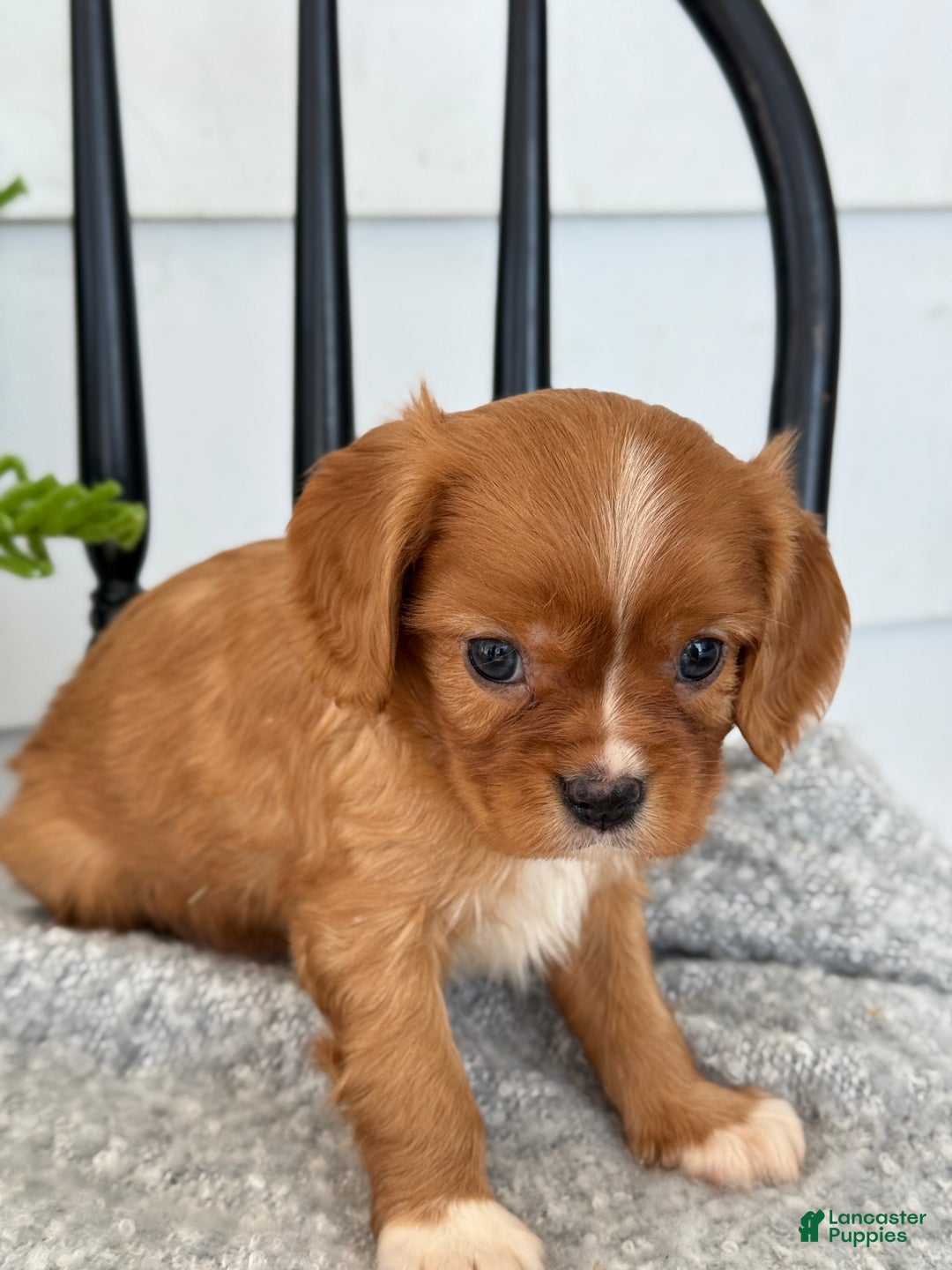 Cavalier King Charles Spaniel dogs for sale: Walden - Ad 6