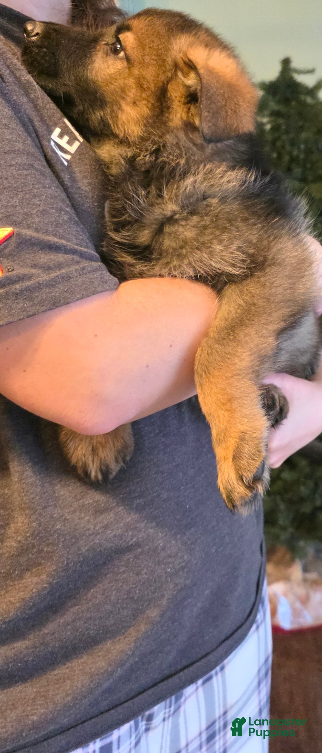 German Shepherd dogs for sale: German Shepherd Puppy 1 - Ad 6