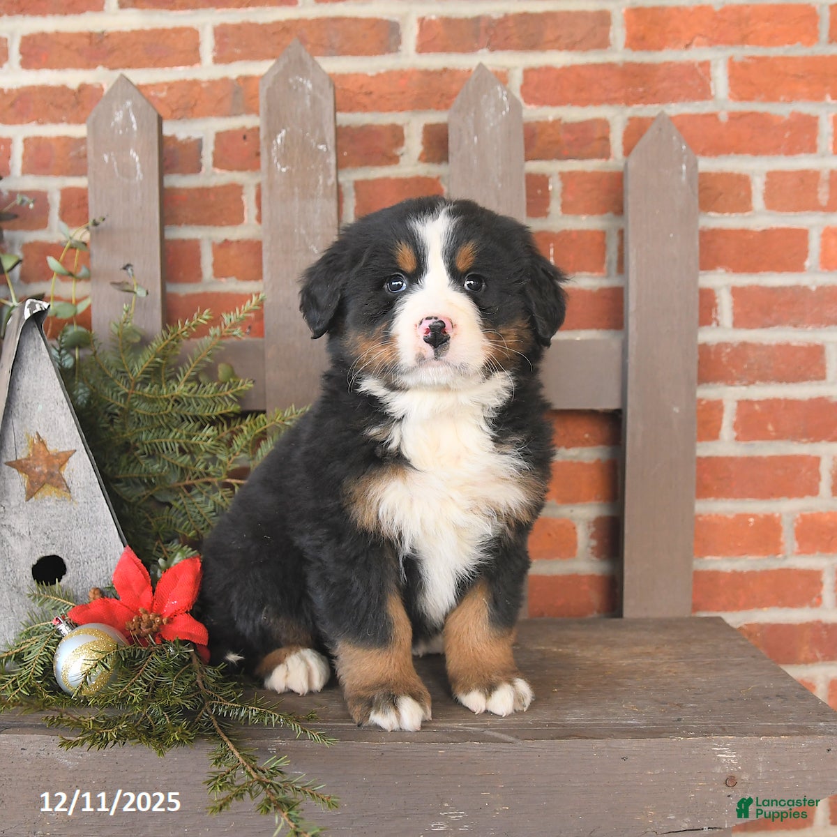 Bernese Mountain Dog dogs Boots - Ad 30