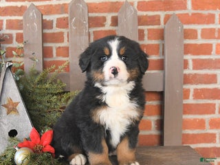 Bernese Mountain Dog dogs Boots - Ad 22