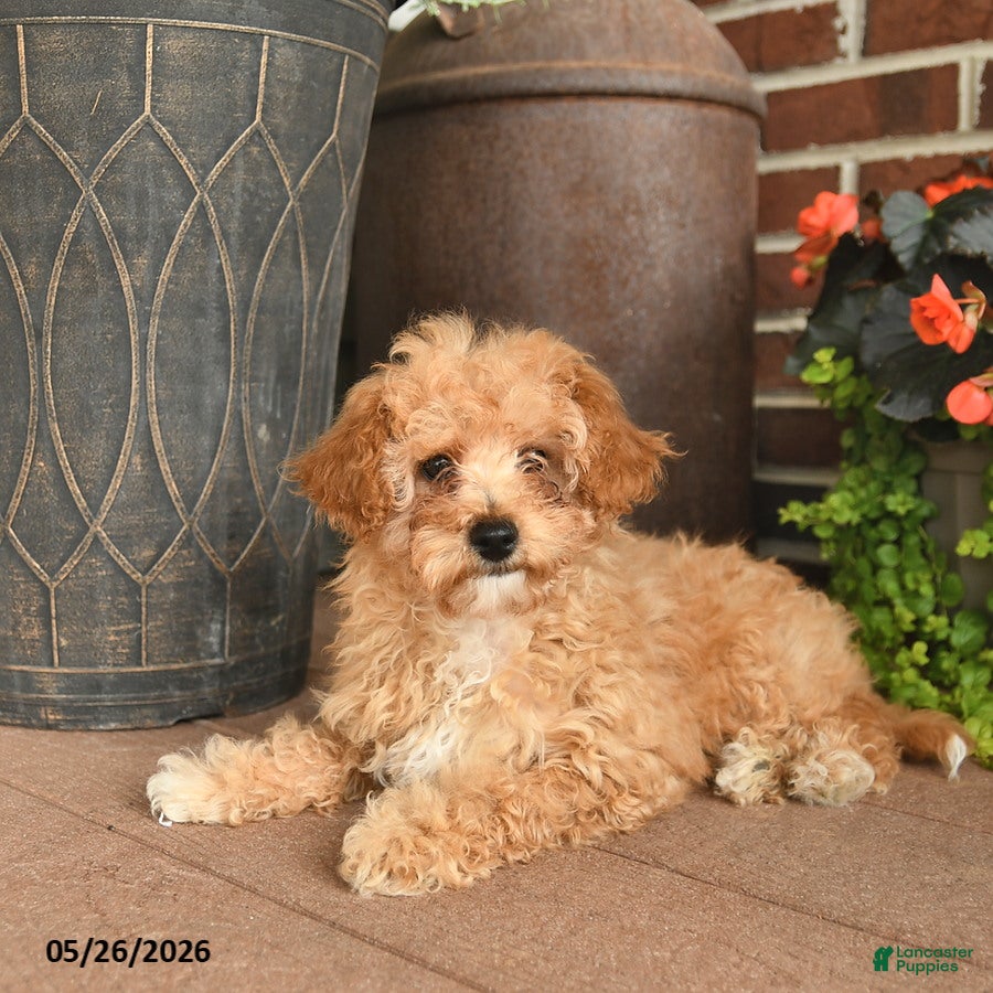 Toy Poodle dogs Benson - Ad 1