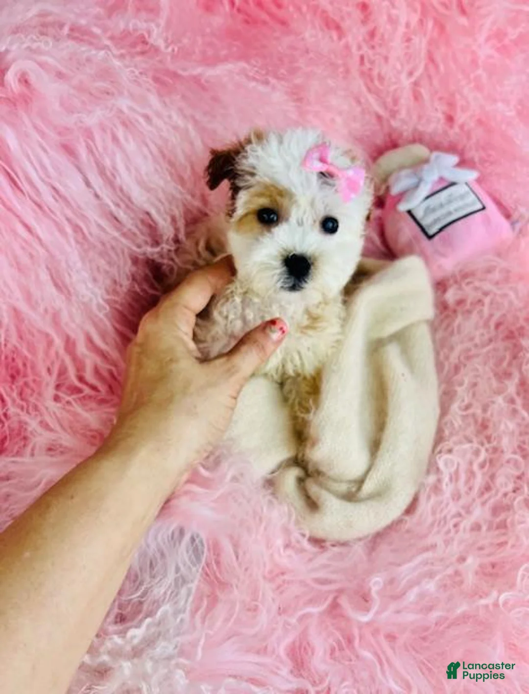 Shihpoo dogs for sale: Shihpoo Puppy 1 - Ad 3