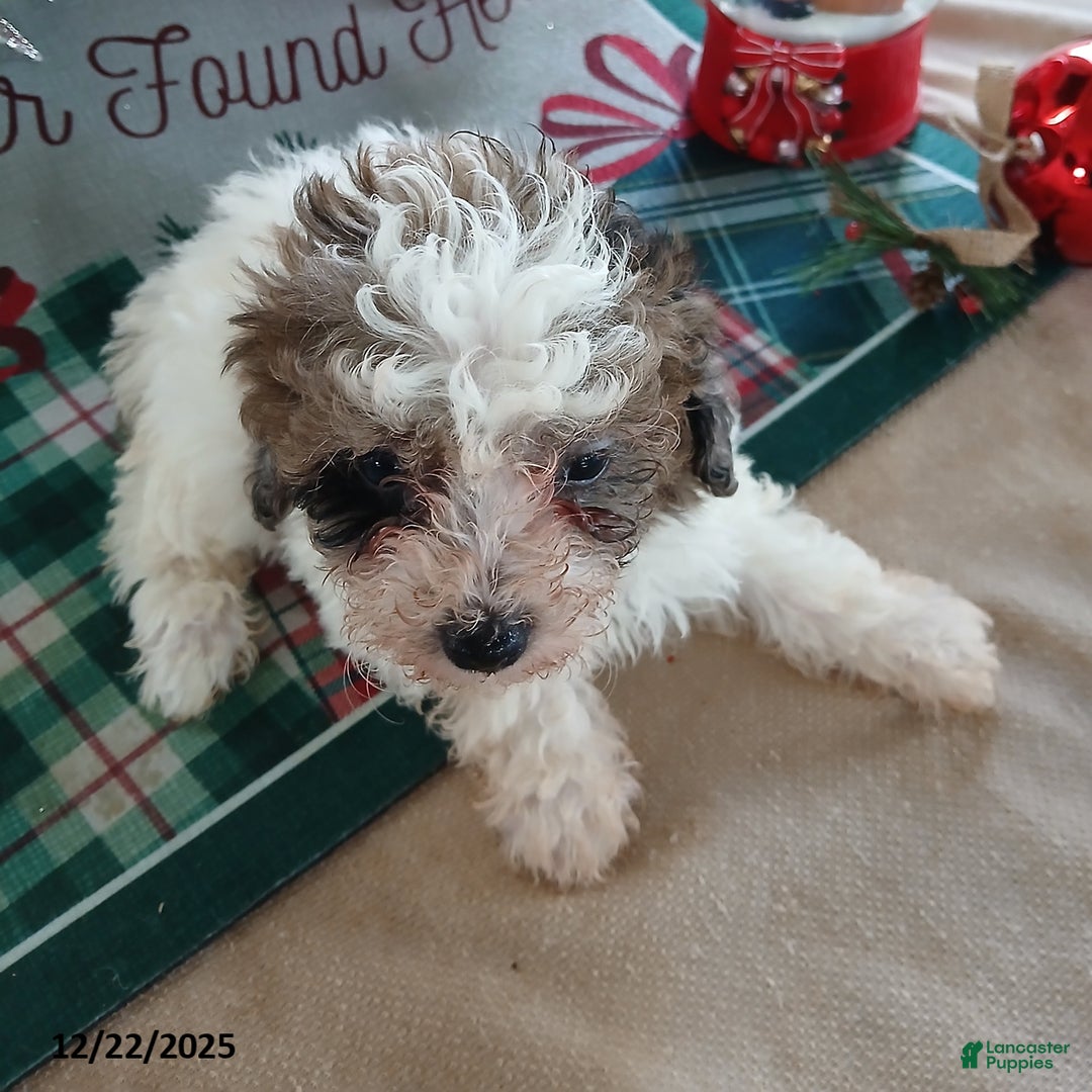Miniature Poodle dogs for sale: Heidi - Ad 2