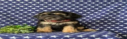 Cockapoo dogs for sale: Augustus - Ad 4
