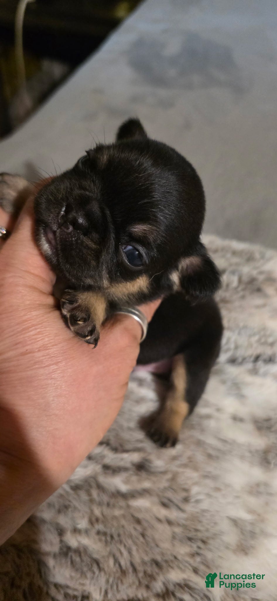 French Bulldog dogs Rolo - Ad 1