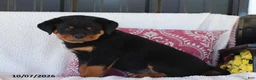 Rottweiler dogs for sale: Jingo - Ad 4