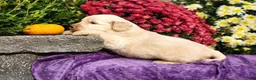 Goldendoodle dogs for sale: Maury - Ad 3