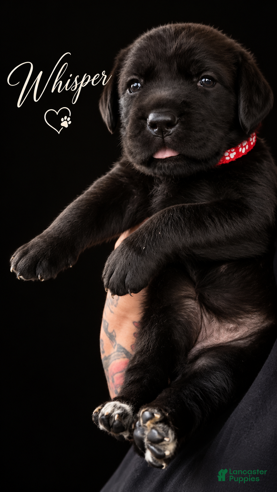 Cane Corso dogs Whisper  - Ad 2