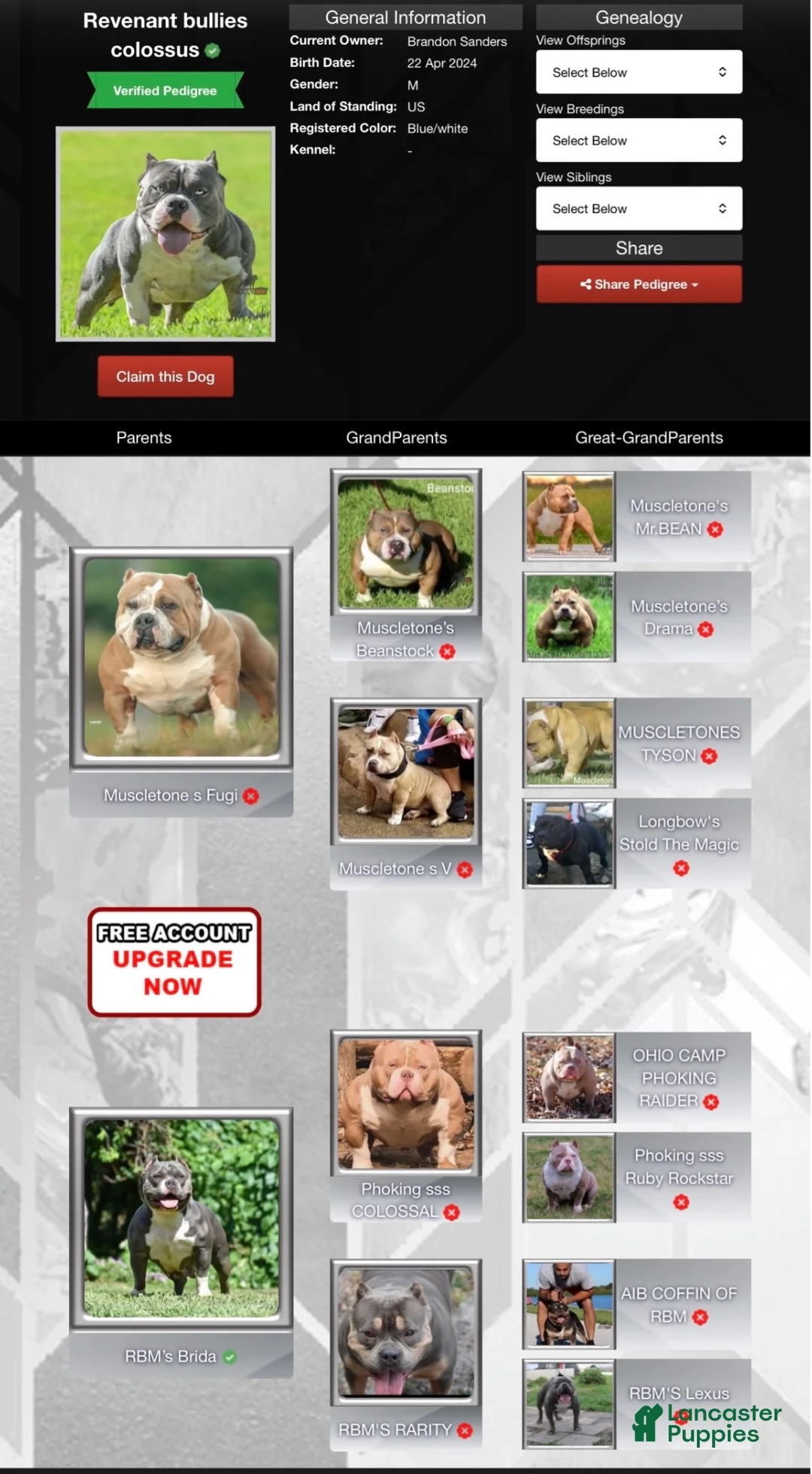 American Bully dogs for sale: American Bully 1 - Ad 6