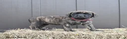 English Mastiff dogs for sale: Maple   - Ad 4