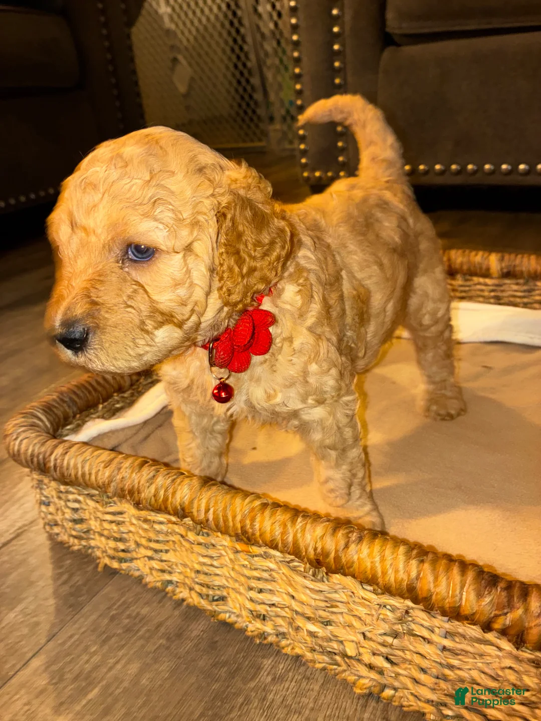 Goldendoodle dogs for sale: Goldendoodle Puppy 3 - Ad 3