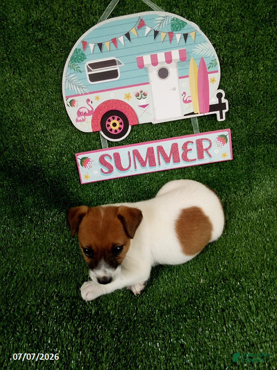Jack Russell Terrier dogs for sale: Roxy - Ad 1