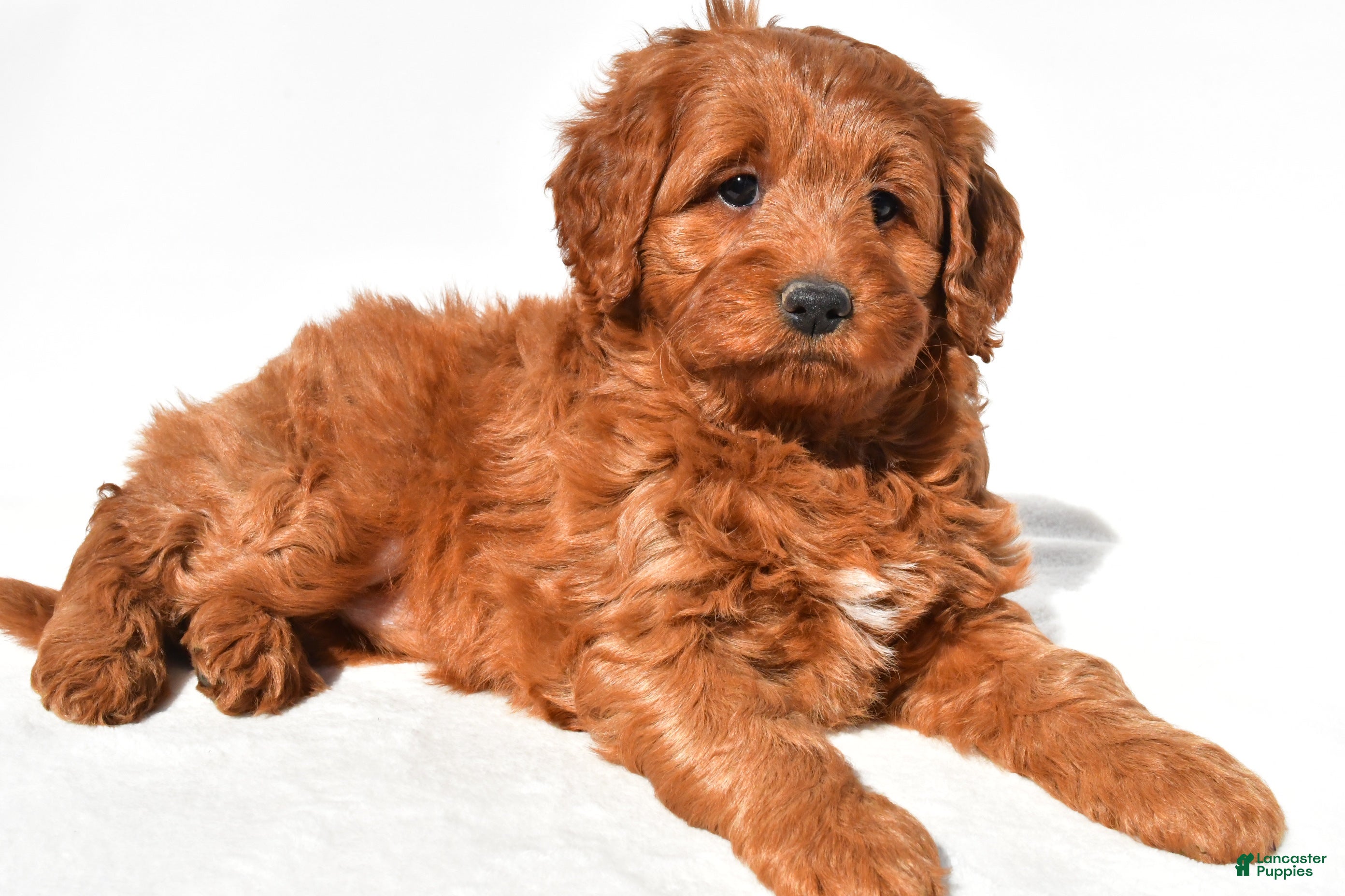 Mini Goldendoodle dogs Avery - Ad 1