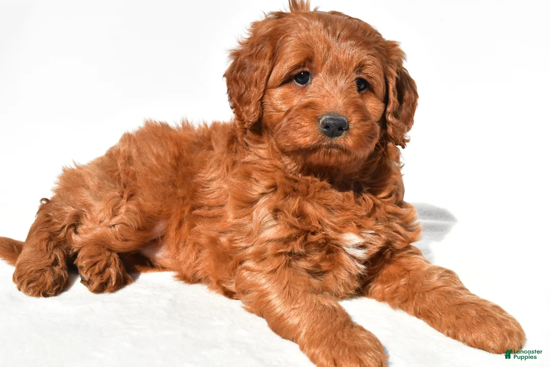 Mini Goldendoodle dogs for sale: Avery - Ad 1