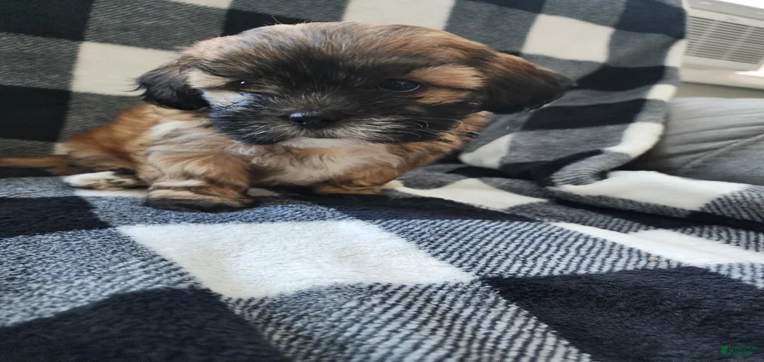 Gallery Image {{count}}