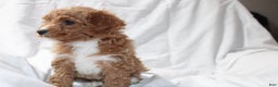 Mixed Breed dogs for sale: CavaPooChon female JINGLE - Ad 5