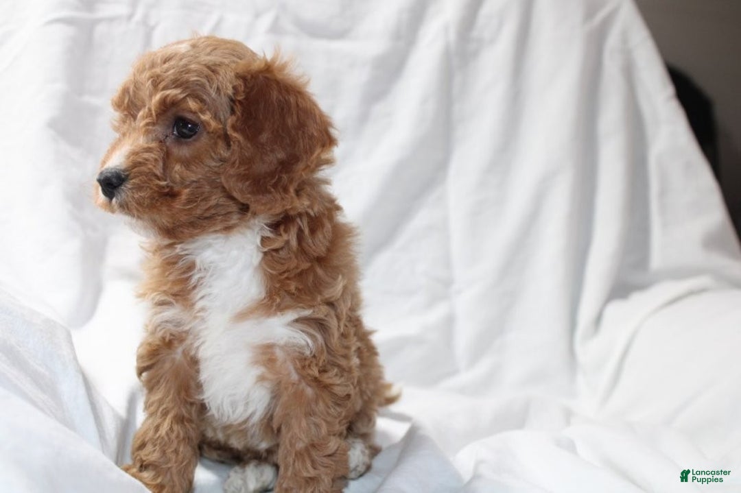 Mixed Breed dogs for sale: CavaPooChon female JINGLE - Ad 5