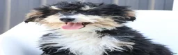 Mini Bernedoodle dogs for sale: Han - Ad 3