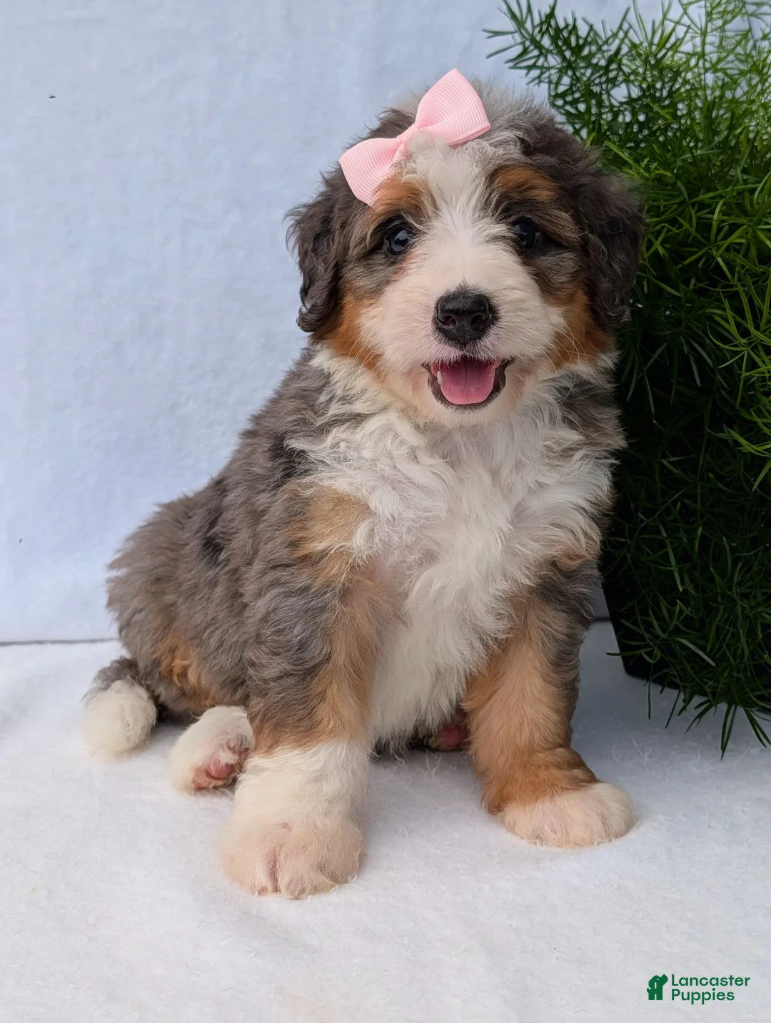 Mini Bernedoodle dogs for sale: Mini Emmie  - Ad 1