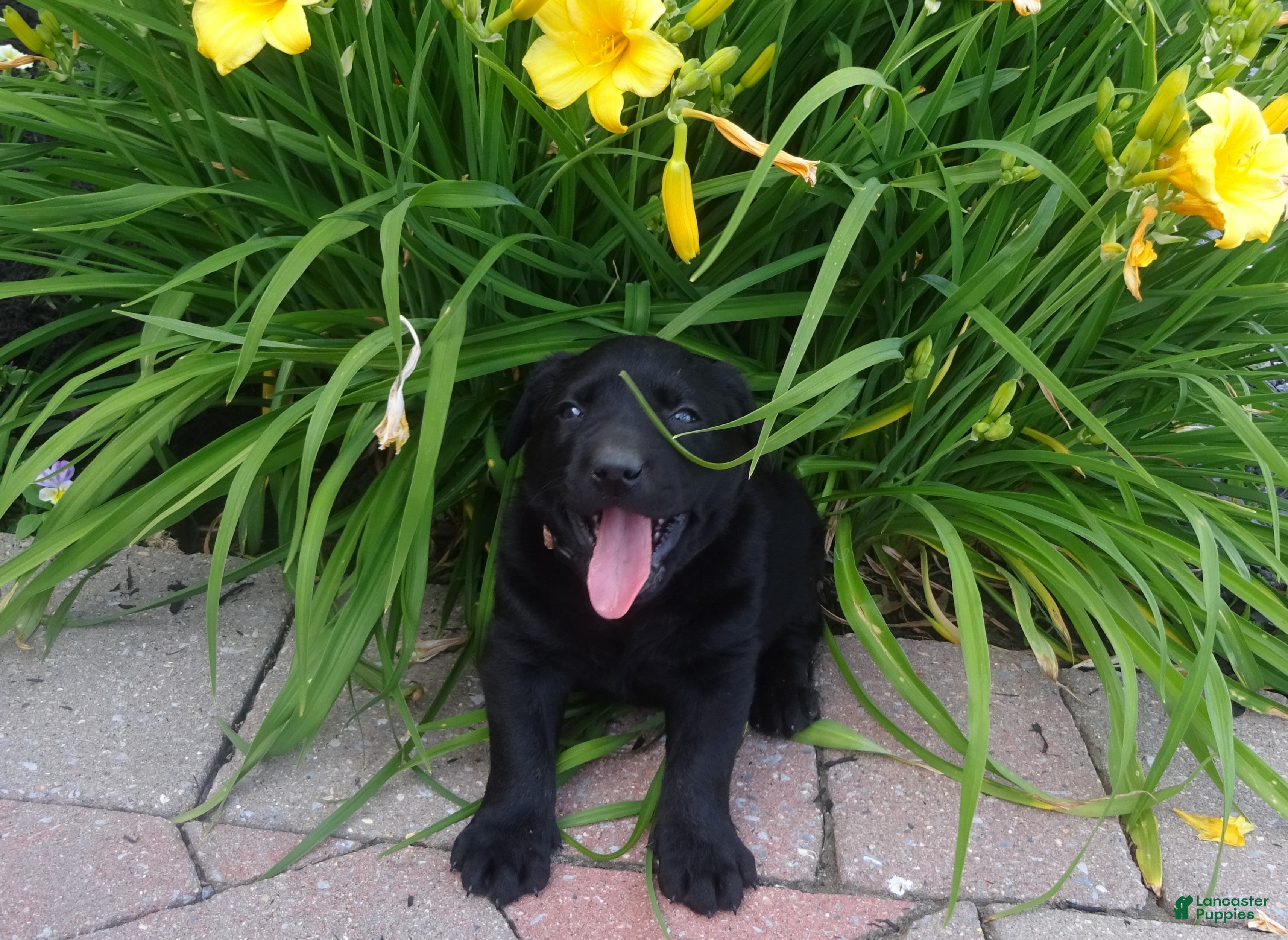 Labrador Retriever dogs skipper - Ad 2