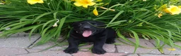 Labrador Retriever dogs for sale: skipper - Ad 2