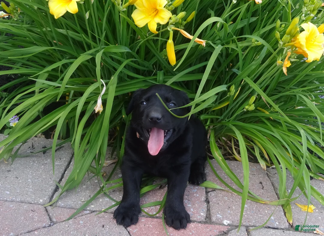 Labrador Retriever dogs for sale: skipper - Ad 2