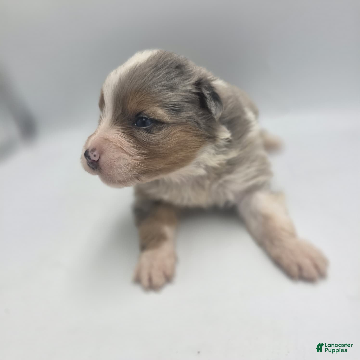 Australian Shepherd dogs Eeny - Ad 42