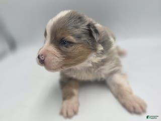 Australian Shepherd dogs Eeny - Ad 42
