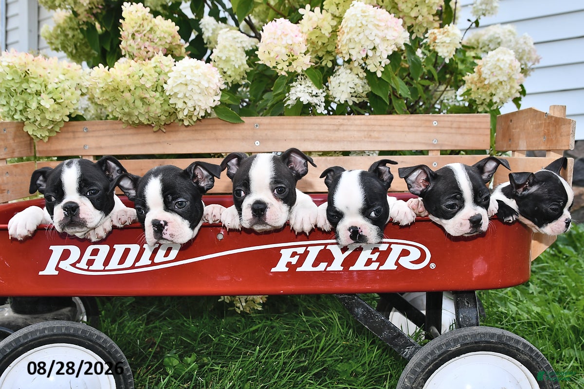 Boston Terrier dogs Snickers - Ad 2